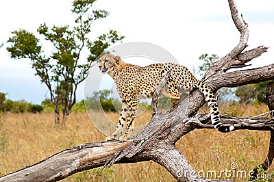 Cheetah, Acinonyx jubatus, climbing on dead tree trunk in Kruger National Park, South Africa Stock Photo