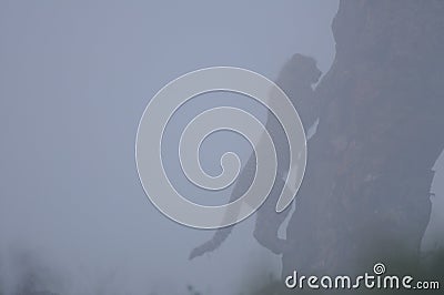 Cheetah climbing a tree in the mist Stock Photo