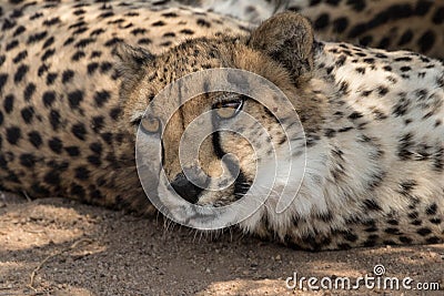 Cheetah close-up Kruger National Park Stock Photo