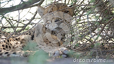 Cheetah close up while resting under bushes Stock Photo