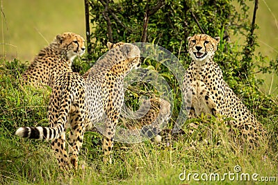 Cheetah coalition sits and stands by bush Stock Photo