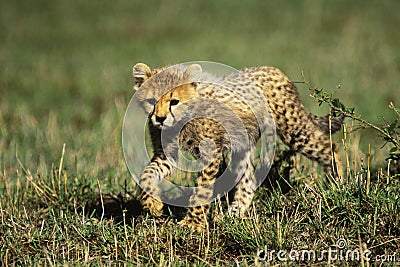 Cheetah Cub Stock Photo