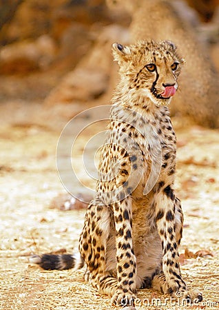 cheetah cub Stock Photo