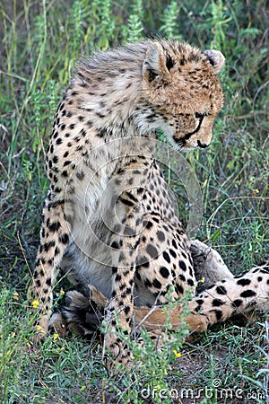 Cheetah Cub Stock Photo