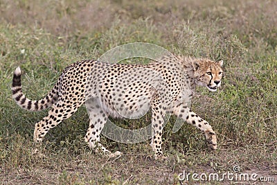 Cheetah cub (Acinonyx jubatus) in Tanzania Stock Photo