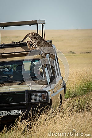 Cheetah cub climbs down off truck roof Editorial Stock Photo