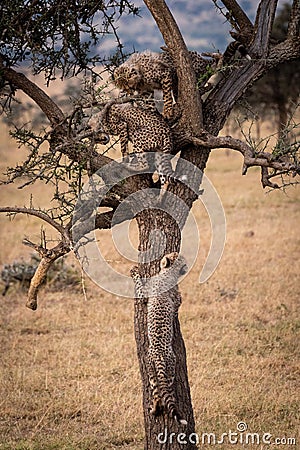 Cheetah cub joins two others in tree Stock Photo