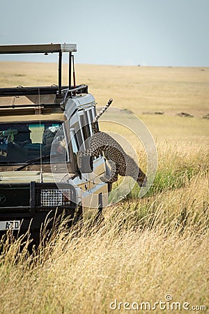 Cheetah cub jumps off safari truck roof Editorial Stock Photo