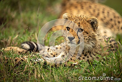 Cheetah cub lies in grass looking left Stock Photo