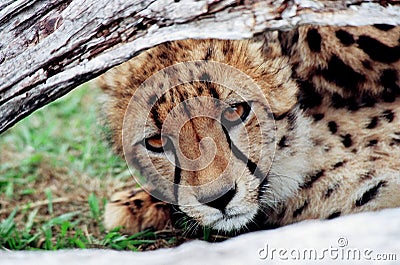 Cheetah cub looking under tree trunk