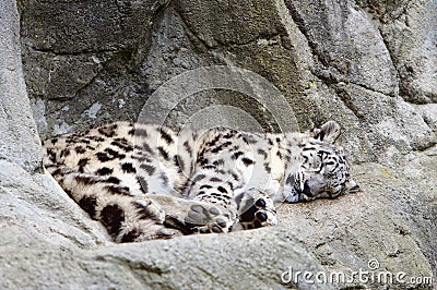 Snow Leopard Cub Stock Photo