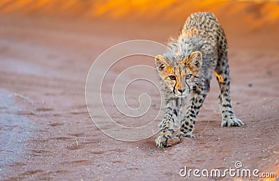 Cheetah cub playing with a rock at sunset Stock Photo