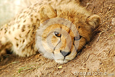 Cheetah cub portrait Stock Photo