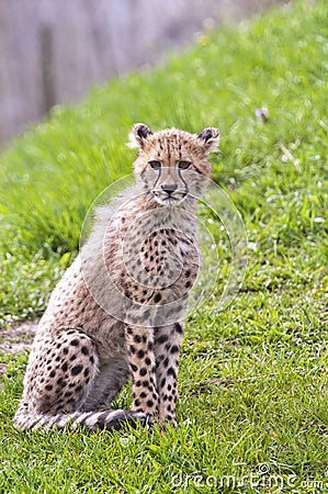 Cheetah cub Stock Photo