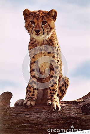 Cheetah cub sitting on a tree trunk