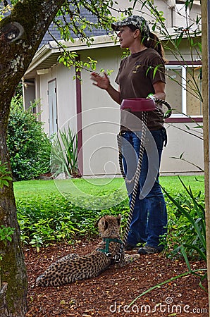 Cheetah cub and Trainer Editorial Stock Photo