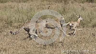 Cheetah cubs catching young antelope Stock Photo