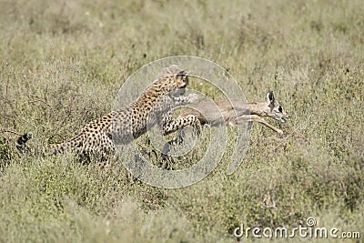 Cheetah cubs catching young antelope Stock Photo