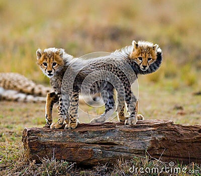 Cheetah cubs play with each other in the savannah. Kenya. Tanzania. Africa. National Park. Serengeti. Maasai Mara. Cartoon Illustration