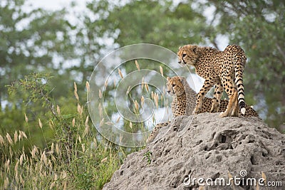 Cheetah cubs on a termite mound Stock Photo