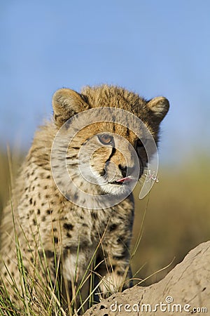 Cheetah curiosity Stock Photo