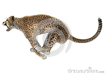 Cheetah Stock Photo