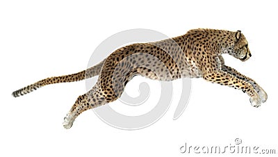 Cheetah Stock Photo