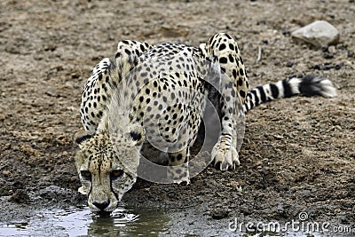 cheetah drinking from a desert pond Stock Photo