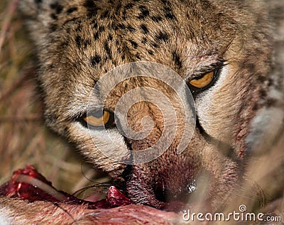 Cheetah eating prey. Close-up. Kenya. Tanzania. Africa. National Park. Serengeti. Maasai Mara. Stock Photo