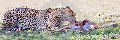 Cheetah Eating Young Impala, Masai Mara, Kenya Stock Photo