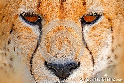 Cheetah face, Acinonyx jubatus, detail close-up portrait of wild cat. Fastest mammal on the land, Nxai Pan National Park, Botswana Stock Photo