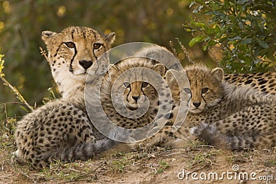 Cheetah family Stock Photo
