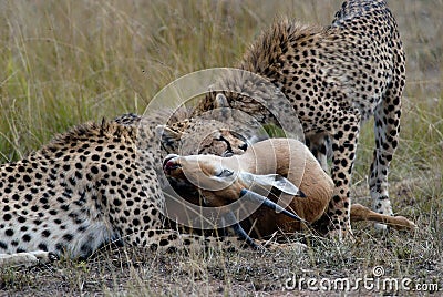 Cheetah family, catching and devouring a gazelle on the African savannah Stock Photo