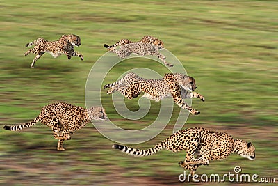 Cheetah five Stock Photo