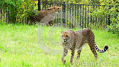 Cheetah, friendly animals at the Prague Zoo. Editorial Stock Photo