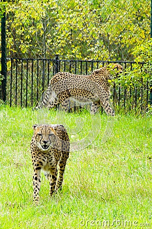 Cheetah, friendly animals at the Prague Zoo. Editorial Stock Photo