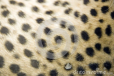 Cheetah fur print Stock Photo