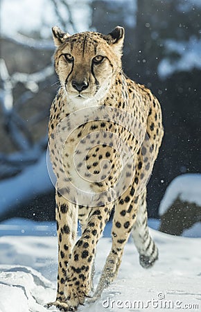 Cheetah Stock Photo