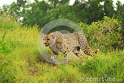 Cheetah hunting Stock Photo