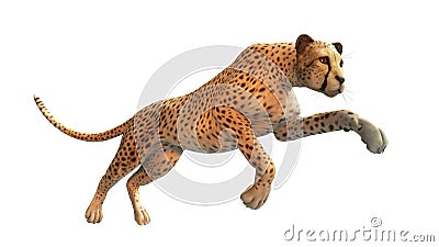 Cheetah hunting, animal on white background Stock Photo