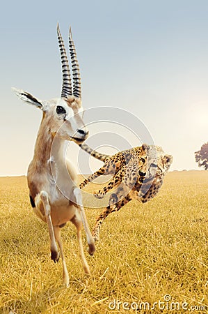 Cheetah hunting gazelle on Africa's savanna Stock Photo