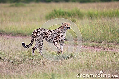 A cheetah hunting at the masai mara Stock Photo