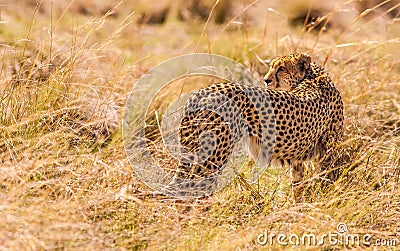 Cheetah hunting in the wild Stock Photo