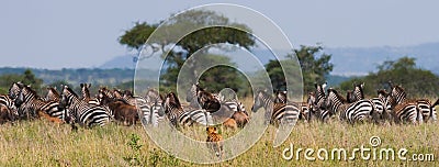Cheetah hunts for a herd of zebras and wildebeest. Kenya. Tanzania. Africa. National Park. Serengeti. Maasai Mara. Cartoon Illustration