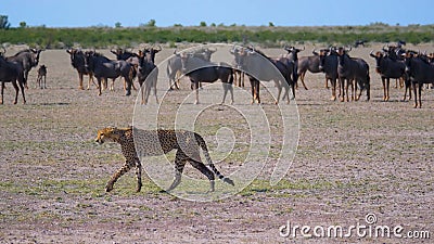 Cheetah hunts Wildebeest in the Wild, Felidae, Wild Nature, Wild Animal Stock Photo