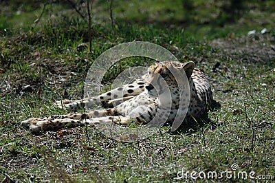 Cheetah I Stock Photo