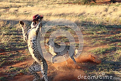 Cheetah jumping and running to meat Kalahari Namibia Stock Photo