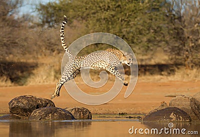 Cheetah jumping between two rocks, Acinonyx jubatus, South Afr Stock Photo