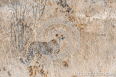 Cheetah in Kruger National park, South Africa Stock Photo