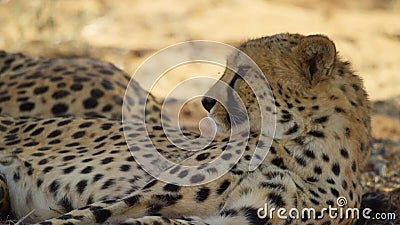 Cheetah Running through Savannah Neon Glitter Draw Cartoon Animation Seamless Endless Loop New Quality Unique Handmade Stock Footage - Video of cheetah, speed: 100265264 Cheetah Running through Savannah Neon Glitter Draw Cartoon Animation Seamless Endless Loop New Quality Unique Handmade Stock Footage - Video of cheetah, speed: 100265264
